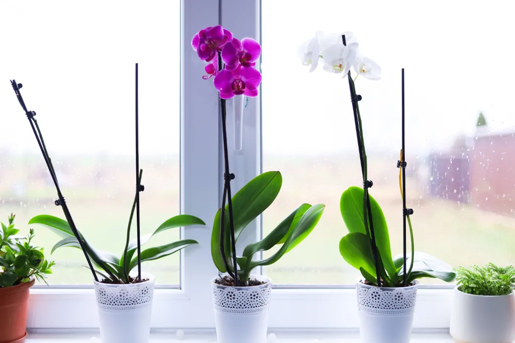 3 orchidées arrosée et entretenue posées sur le rebord d'une fenêtre