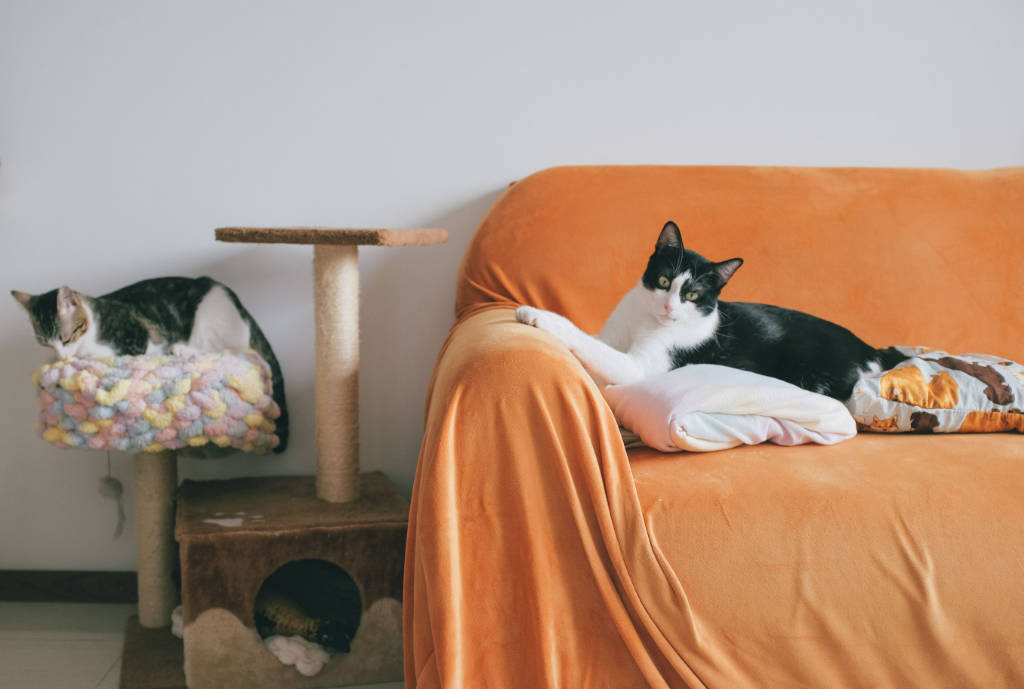 Chat sur un canapé : comment nettoyer l'urine de chat sur les textiles