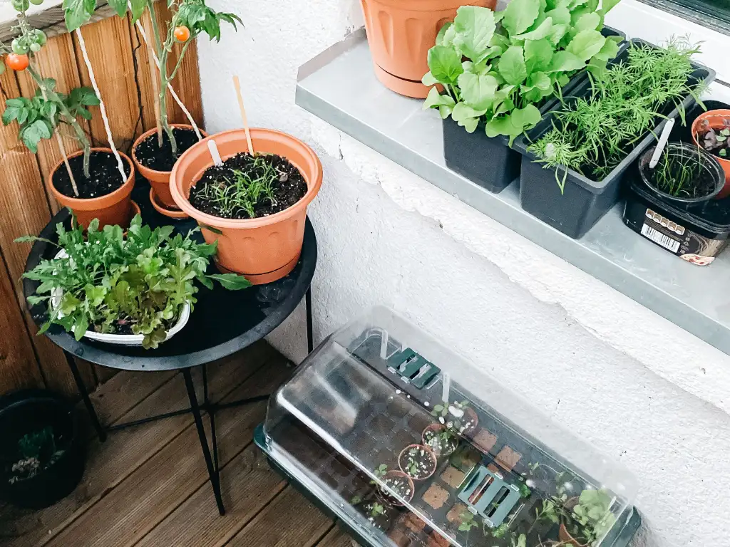 Potager, semis sur un balcon dans des petits pots : tomate, mâche, aromates