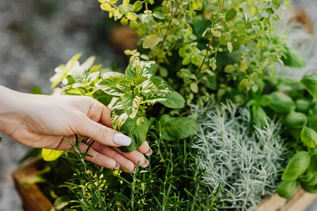 Potager sur un balcon avec plantes aromatiques